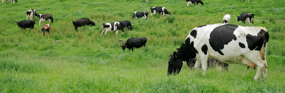 Elektroniczna Księga Bydła, Wykaz Zdarzeń, Księga Obrotu Inwentarzem Żywym